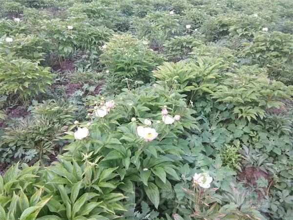 赤芍行情深度解析，小巷特色药材探寻之旅