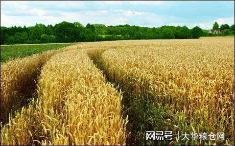 今天小麦最新价格行情，变化中的机遇与自我成长潜力探索
