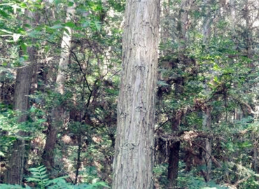安徽国有林场改制开启绿色新篇章，推动可持续发展🌲