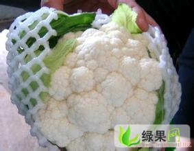 江苏花菜价格最新动态更新